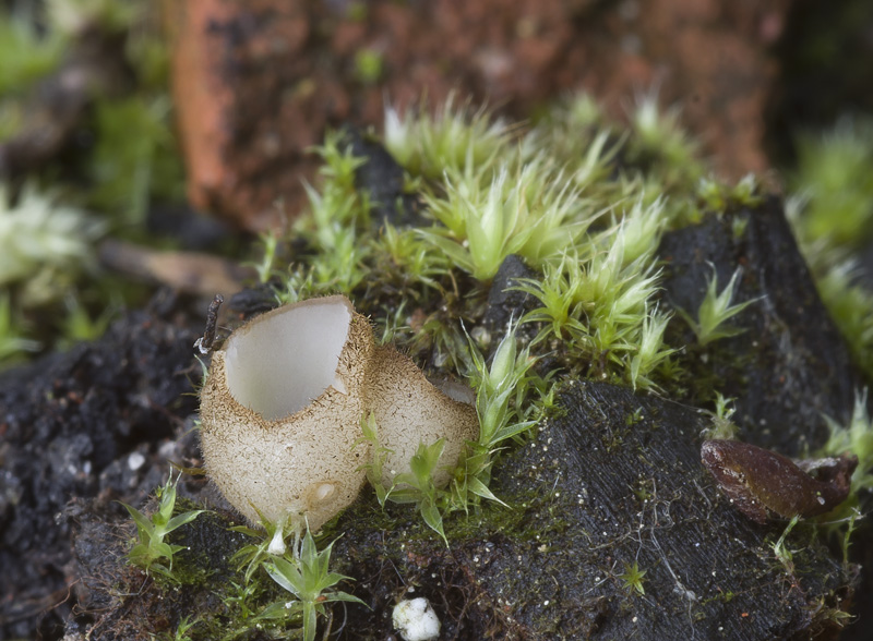 Trichophaea hemisphaerioides